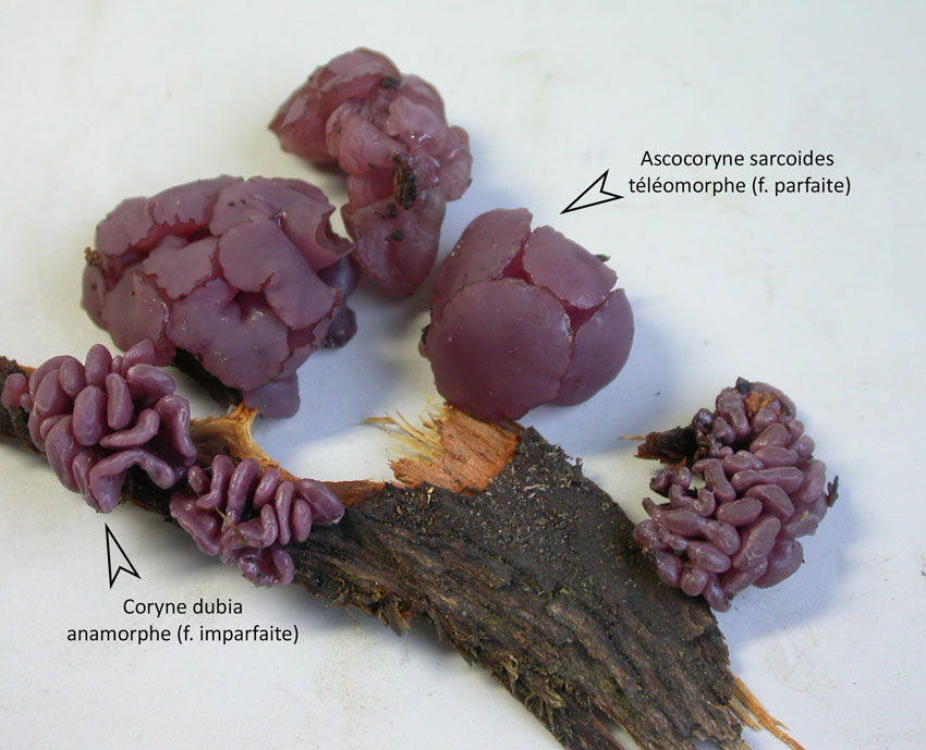 Ascocoryne-sarcoides-2formes.jpg