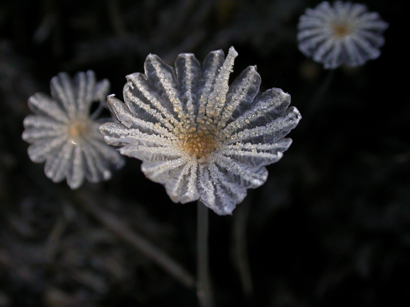 3Coprinus-marculentus.jpg