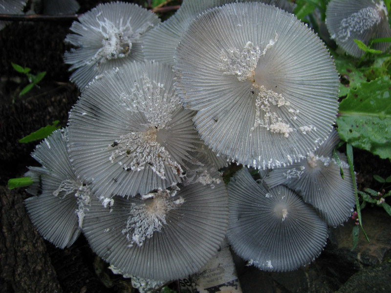 5Coprinus.jpg