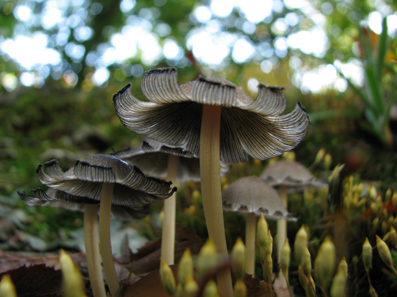 6Coprinus.jpg