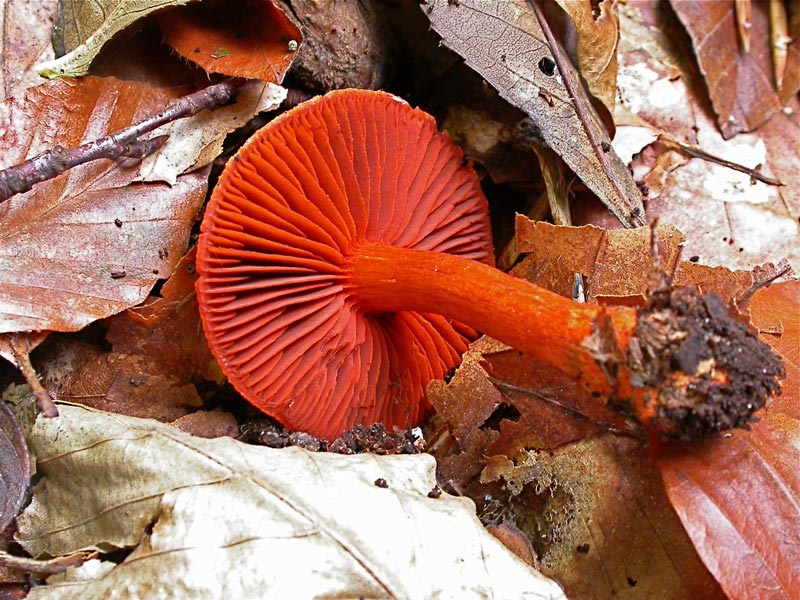 7Cortinarius-cinnabarinus.jpg