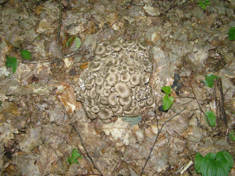 8Dendropolyporus-umbellatus1.jpg