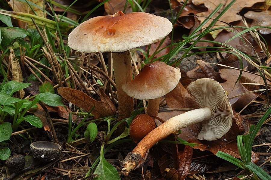 Hypholoma sublateritium ens.jpg