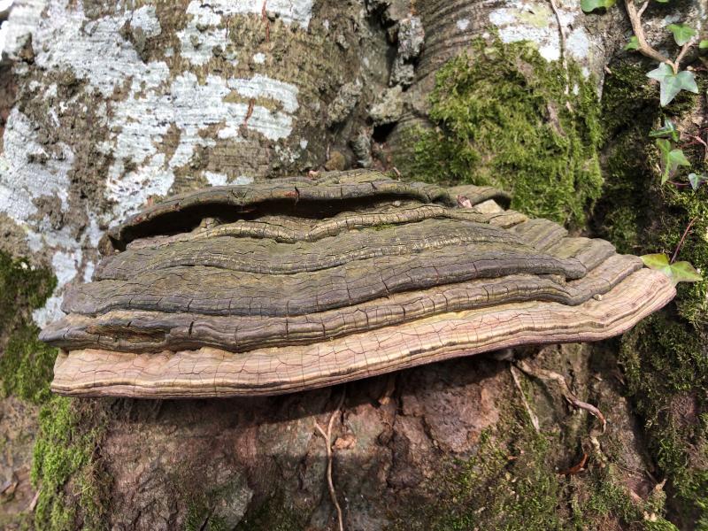 mini_Polypore 01.jpg