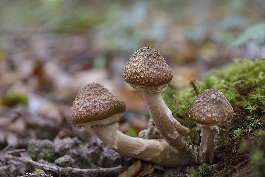 armillaria%20ostoyae.jpg