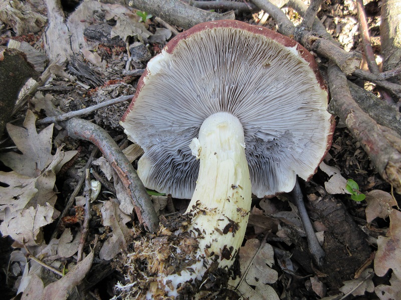 Stropharia rugosoannulata2.JPG