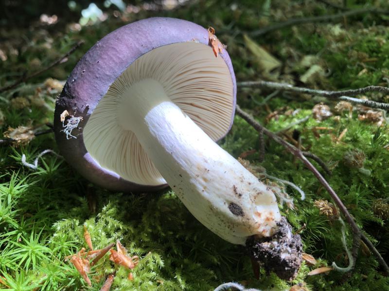 Russula cyanoxantha.JPG