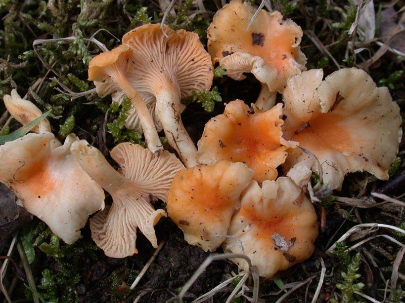 Cantharellus-friesii.jpg