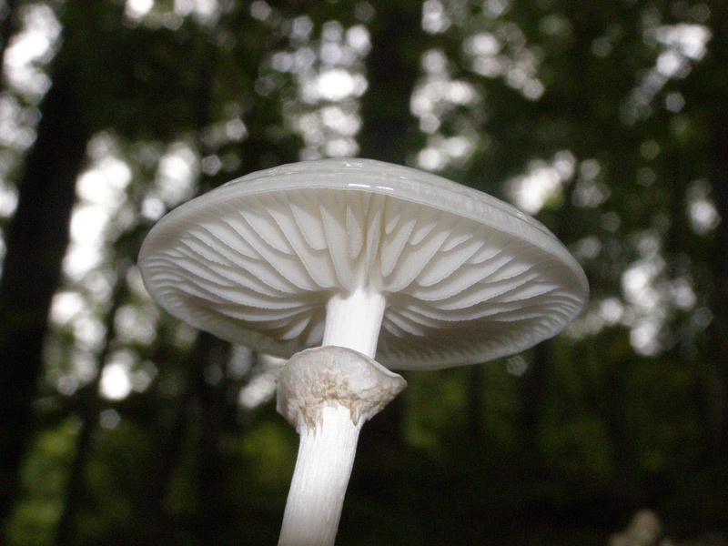 16Oudemansiella-mucida-.jpg