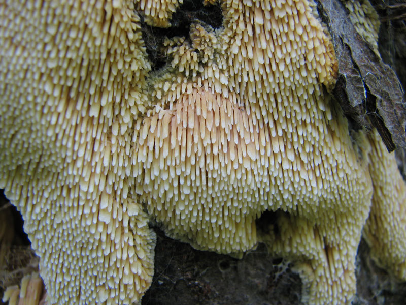 18Sarcodontia-setosa.jpg