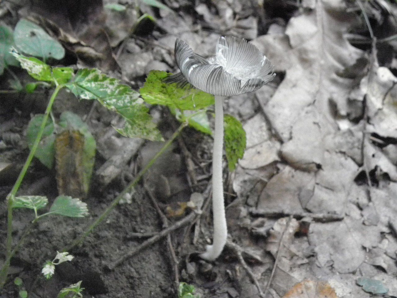 4Coprinus.jpg