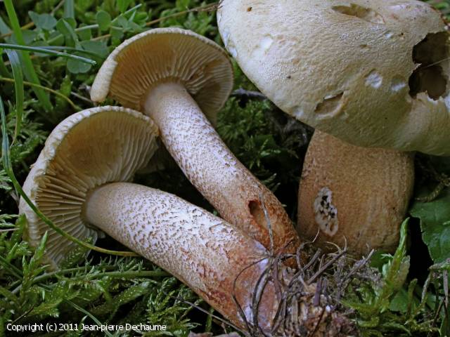 Tricholoma_psammopus_2011_jd_1.jpg