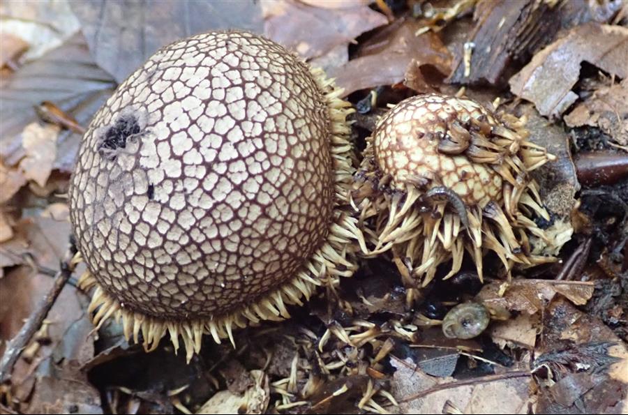 Lycoperdaceae - Lycoperdon echinatum - F3 - 22-10-2023.JPG