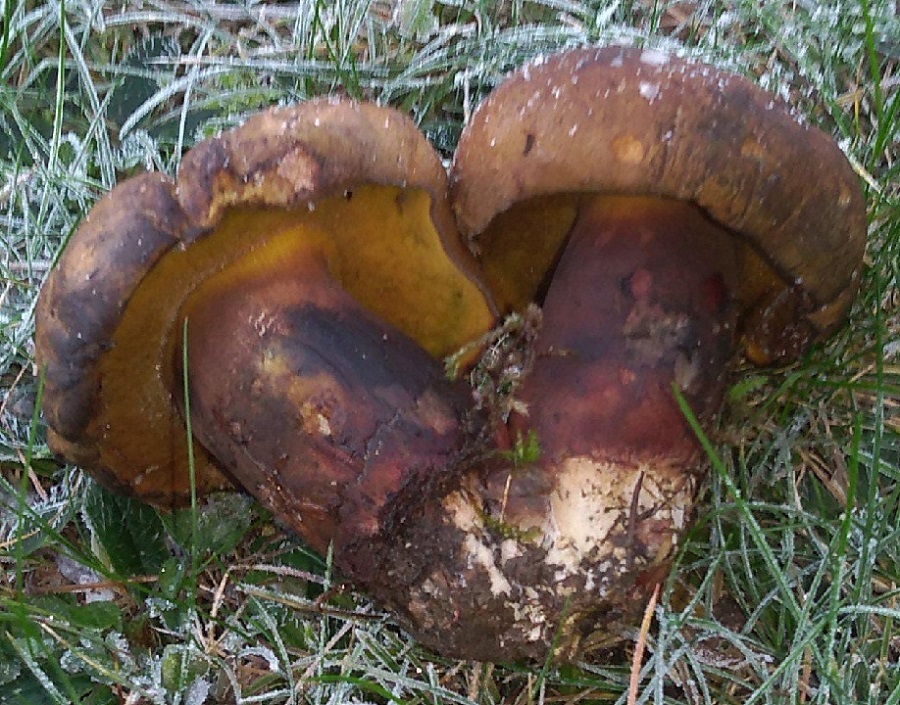 cyanoboletus-pulverulentus-photo2.jpg