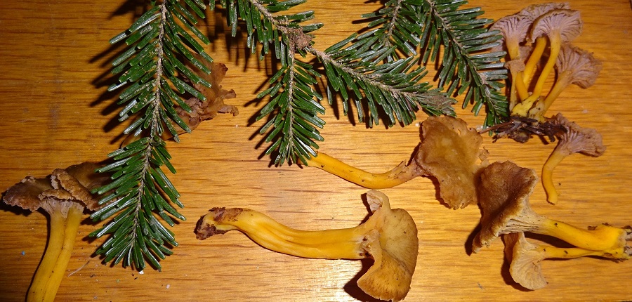 tubæformis3.JPG