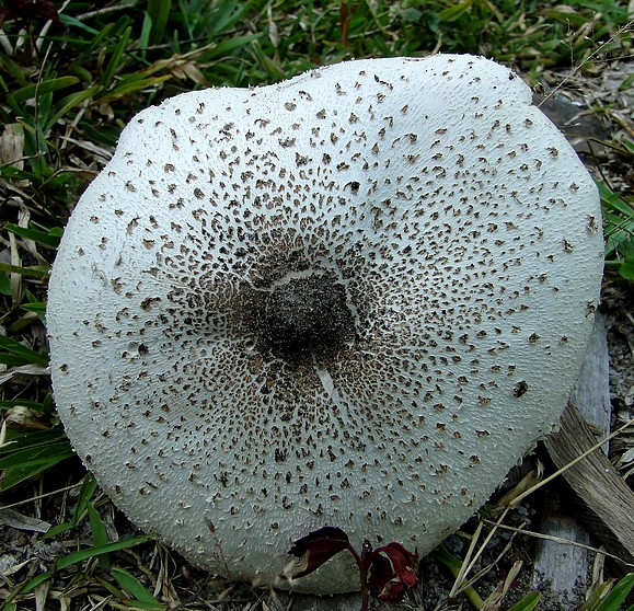 Chlorophyllum molybdites 1.JPG