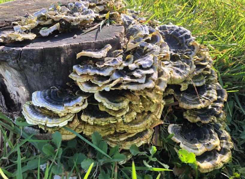 Polyporus_Mdb.jpg