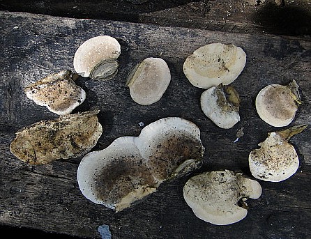 Polypores2.JPG