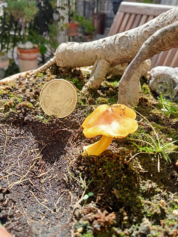 Champi bonzai Hygrocybe (persistens) 30-04-25 (5)-redim800.jpg