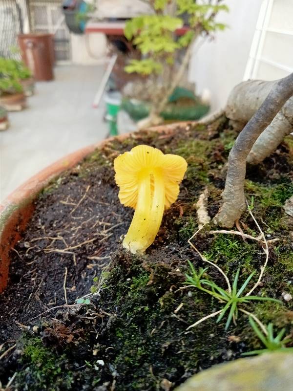 Champi bonzai Hygrocybe (persistens) 30-04-25 (7)-redim800.jpg