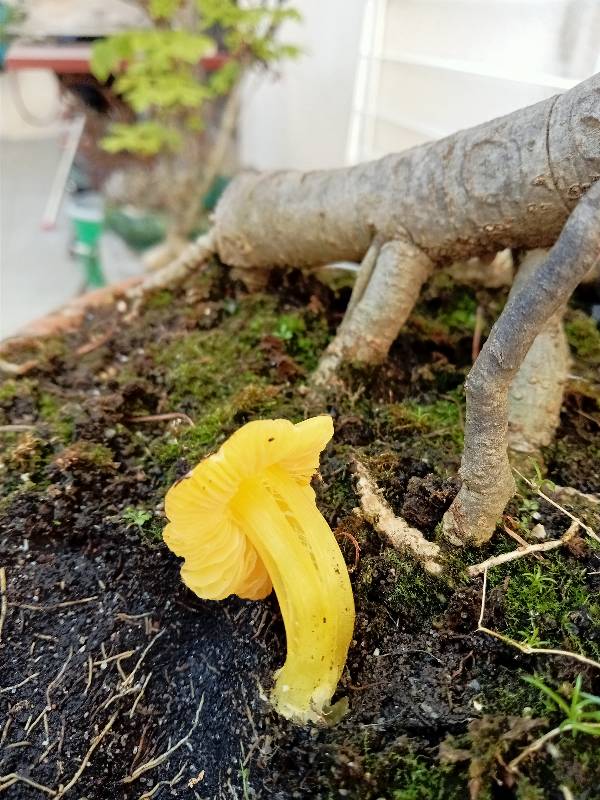 Champi bonzai Hygrocybe (persistens) 30-04-25 (8)-redim800.jpg