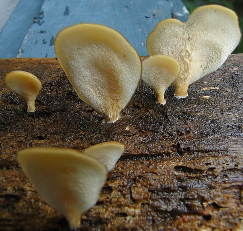 Polypores1.JPG
