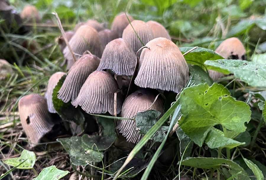 coprinellus.jpg