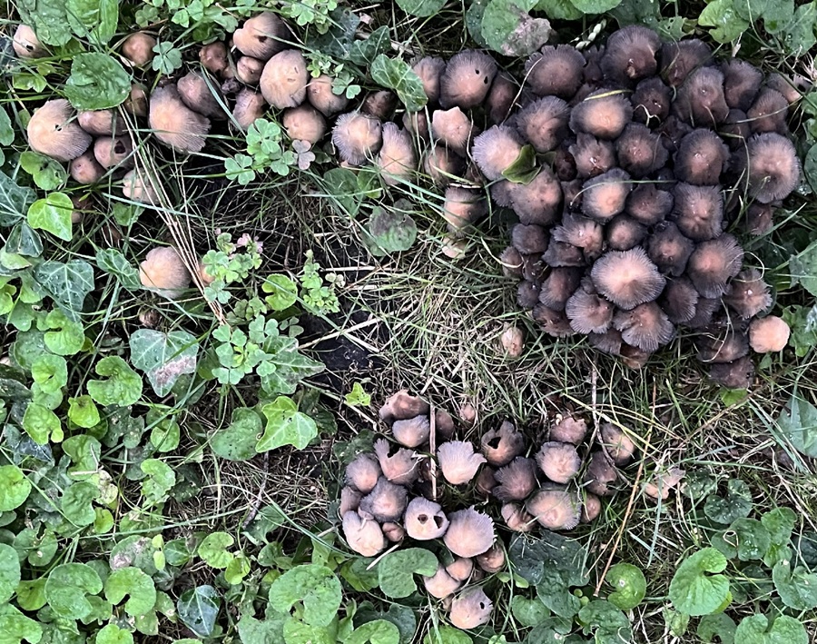 coprinellus2.jpg
