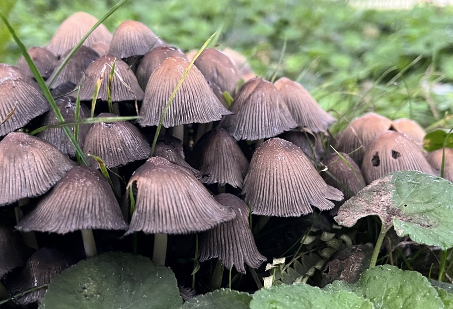 coprinellus3.jpg