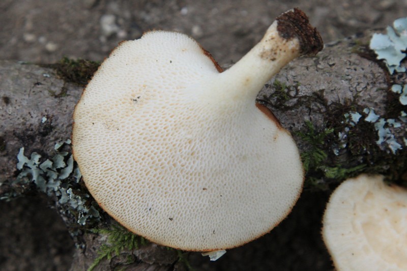 Polypore 3b.jpg