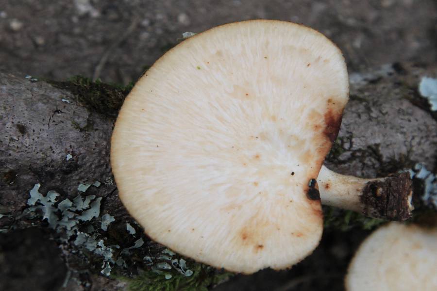 Polypore 2b-redim900.JPG