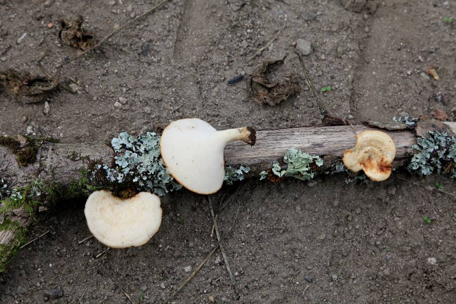 Polypore 4-redim900.JPG