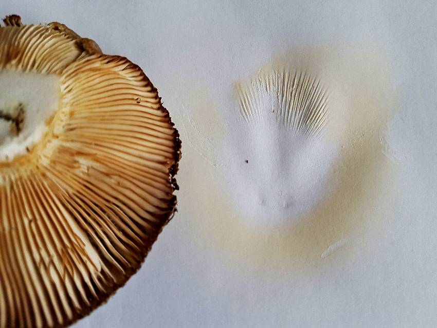 Russula amoenolens-redim850.jpg
