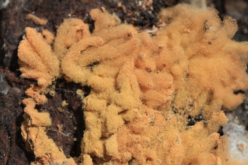 Myxomycète-2.jpg