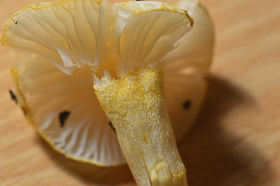 Hygrophorus_chrysodon.JPG
