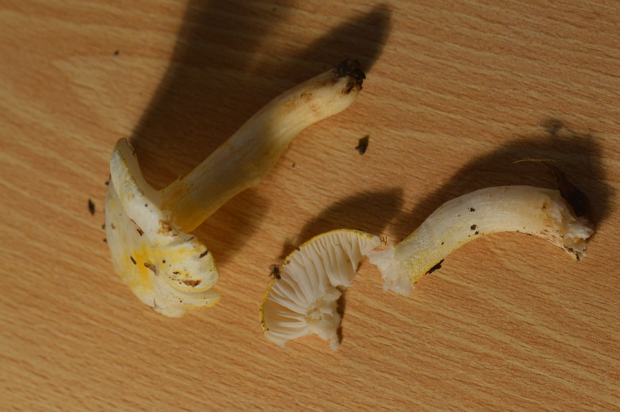 Hygrophorus_chrysodon2.JPG