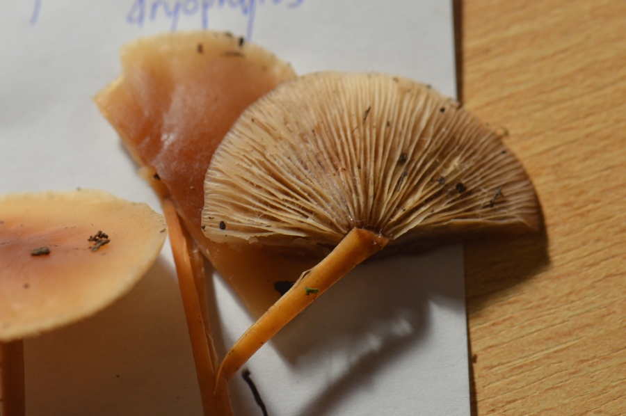 Gymnopus_dryophylus.JPG