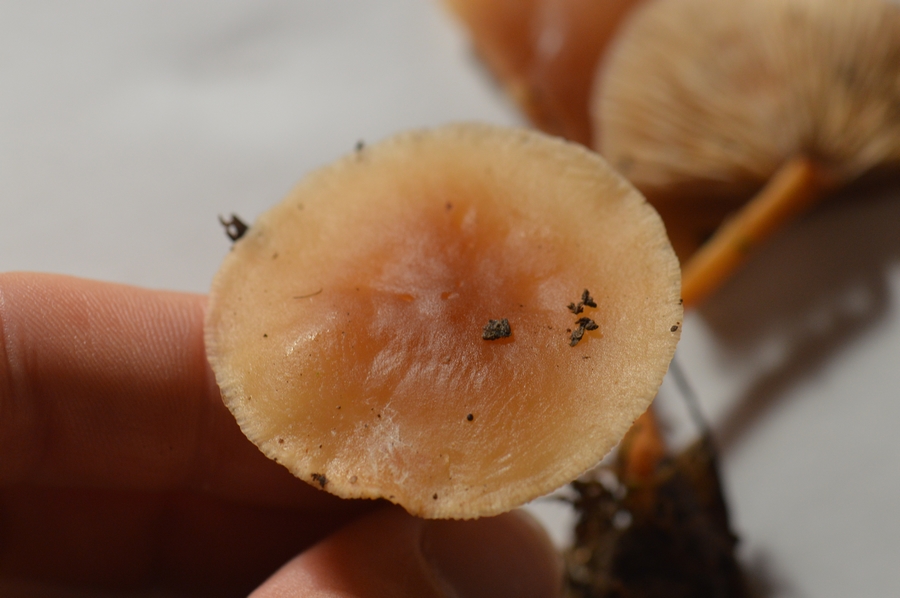 Gymnopus_dryophylus2.JPG