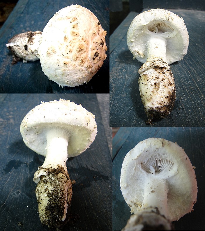 Amanita sp.jpg