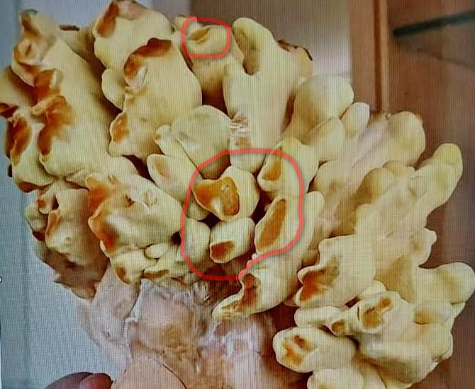 Laetiporus sulphureus.jpg