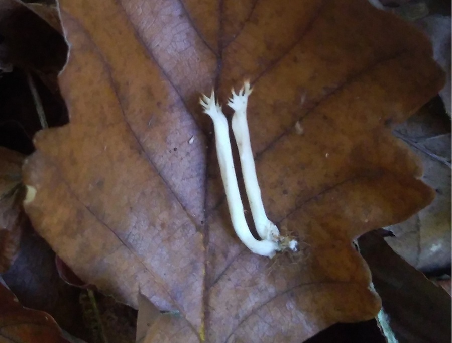clavariaceae.jpg