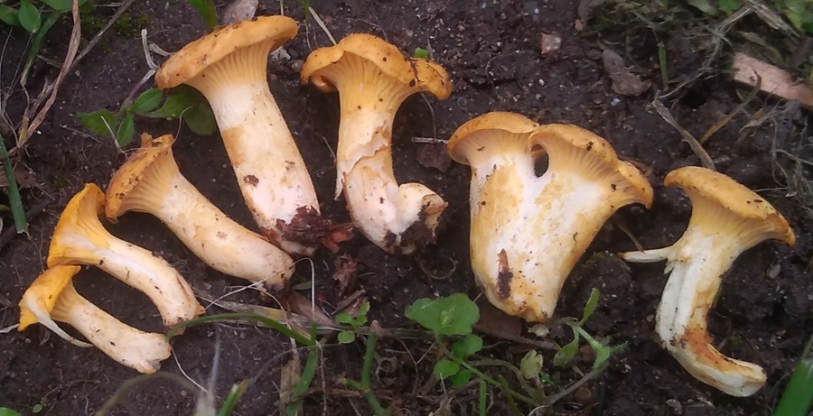 cantharellus.jpg