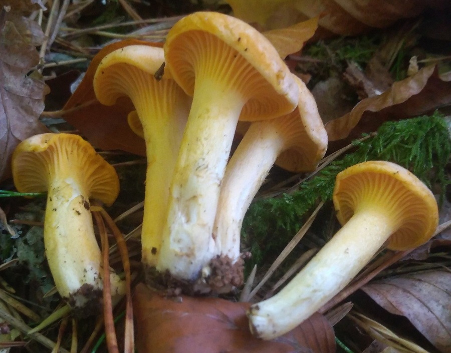 cantharellus2.jpg