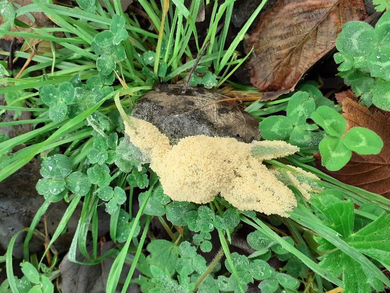 CH-2025-12-10 MYXO CRUSTACEA ARZON_150901-redim800.jpg