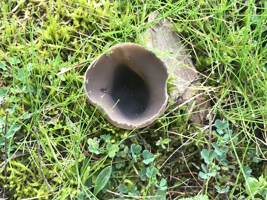Helvella leucomaelena.jpg