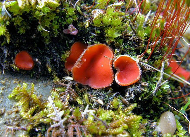 champignons-uretz-9-08-2007-b.JPG