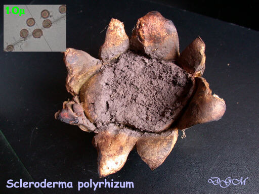 Scleroderma polyrhizum   16 Nov 2010 RR001.jpg
