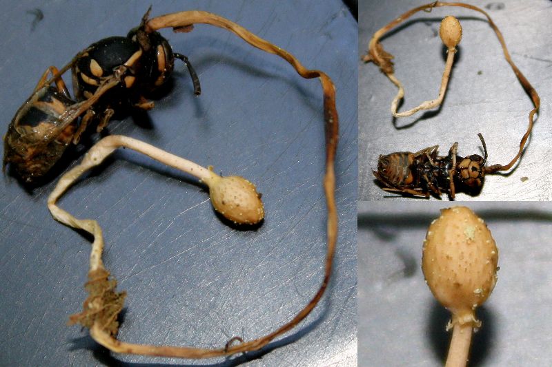 Cordyceps-redim800.jpg