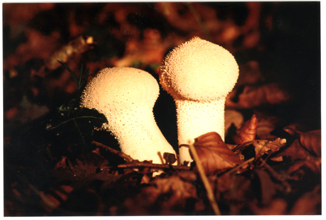 Lycoperdon perlatum.jpg