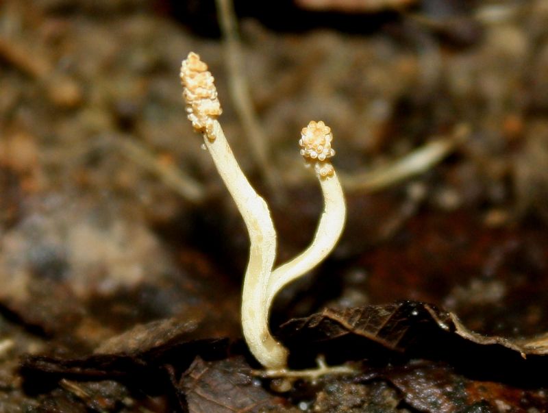 Cordyceps in si.JPG